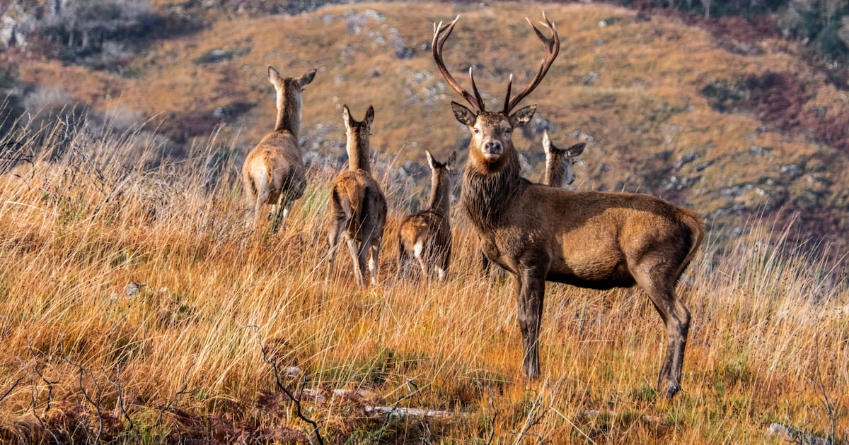 Reintroducing wolves and giving contraceptives to deer among ideas for wildlife legislation – The Irish Times