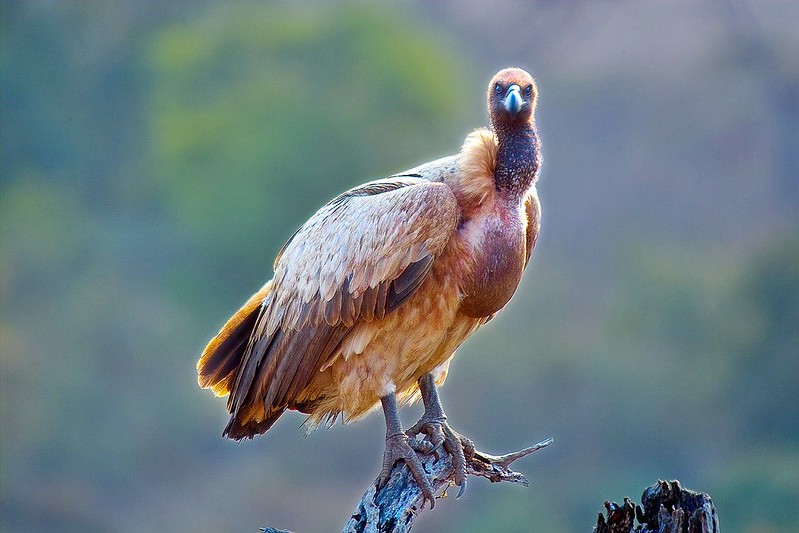 A Cape vulture. Image by Arno Meintjes via Flickr (CC BY-NC-SA 2.0).
