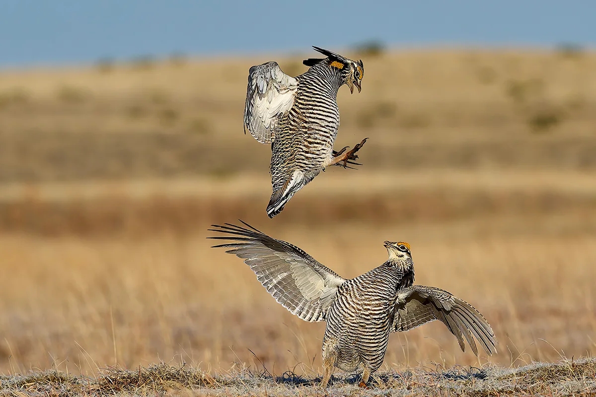 Two striped birds lekking.