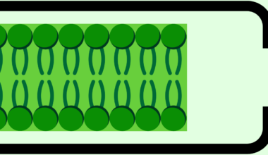 Do Condensates Have Bioelectric Properties?