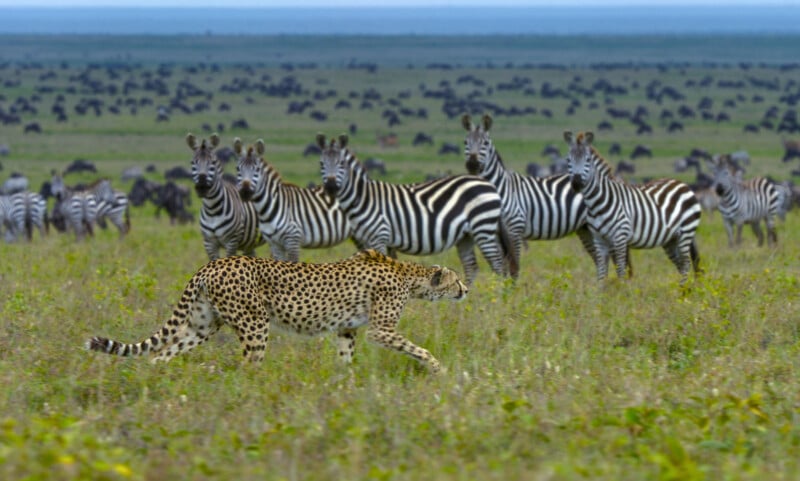 A cheetah walks through tall grass in front of a herd of zebras, with more zebras and wildebeest visible in the distant background on an open plain.
