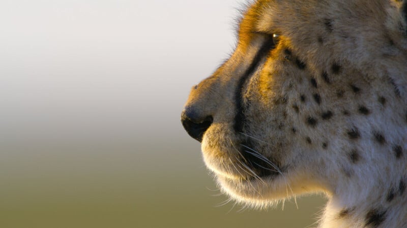 Close-up side profile of a cheetah’s face, showing its distinctive black tear markings, spotted fur, and intense gaze, with a blurred background in soft, neutral tones.