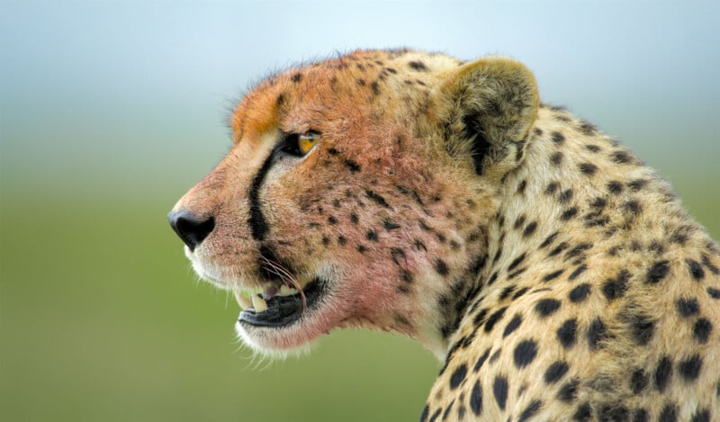 Close-up side view of a cheetah showing its spotted fur and sharp teeth, with its mouth slightly open and a blurred green background.