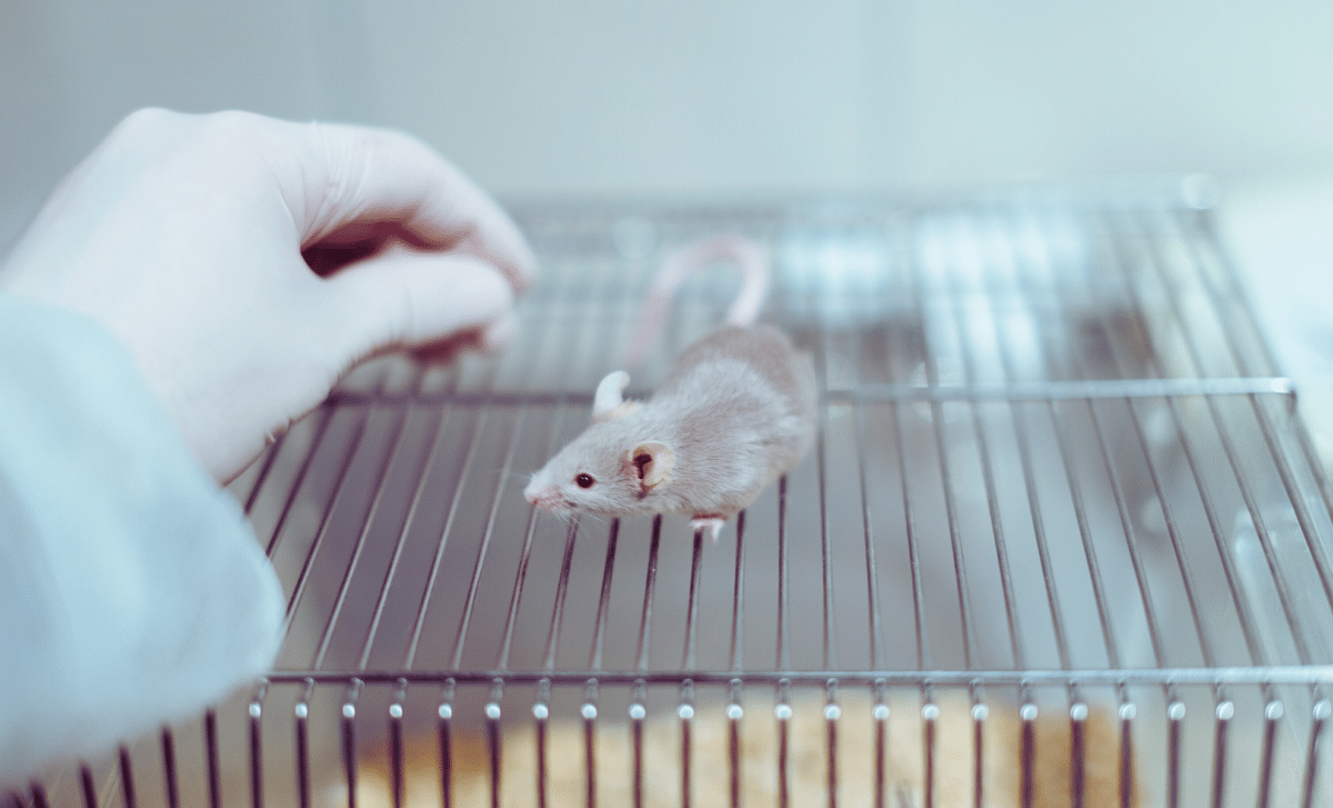 China’s ‘space Mouse’ Gives Birth After Orbit, Sparking Hope For Life Beyond Earth