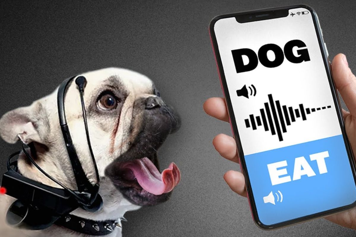 Scientists are testing dogs with a device that reads barks and uses artificial intelligence to estimate emotions, but the promise reignites doubts about accuracy, limits, and what can truly be understood between species.