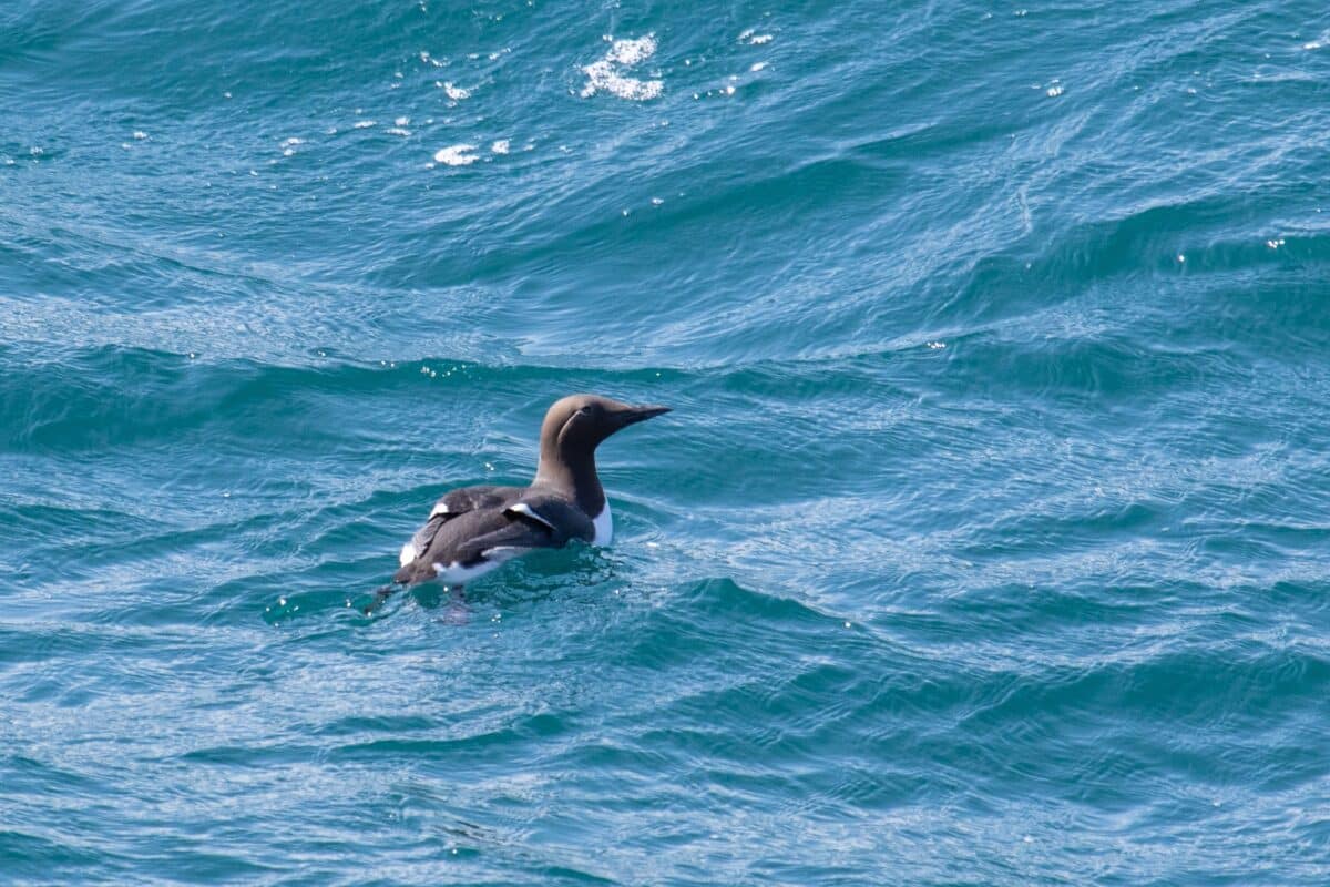 Common Murre On The Water In The Eastern Bering Sea