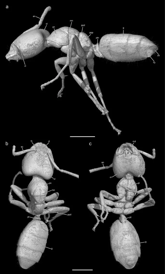 Ctenobethylus goepperti