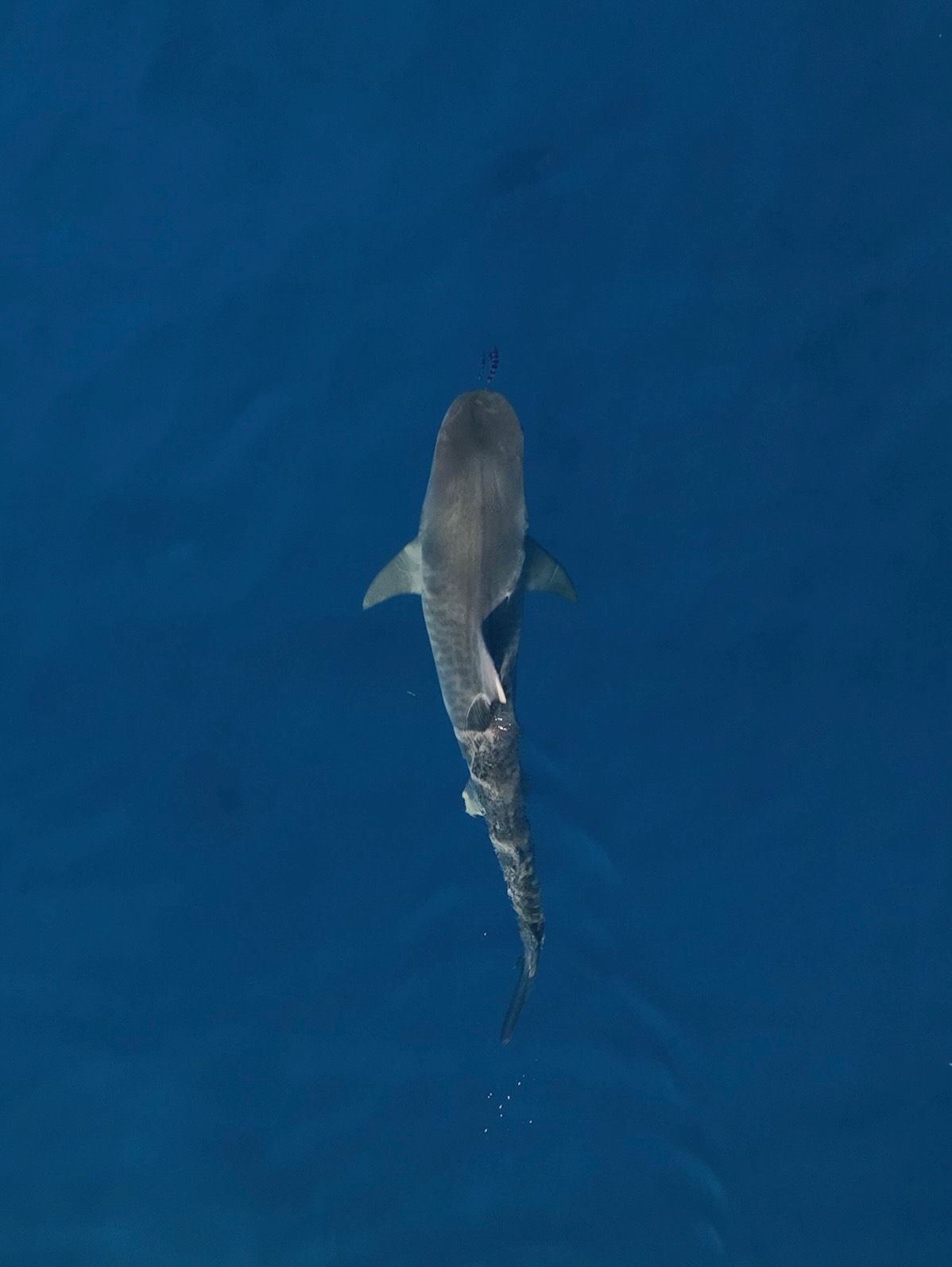 Aerial view of a female tiger shark swimming in open water.