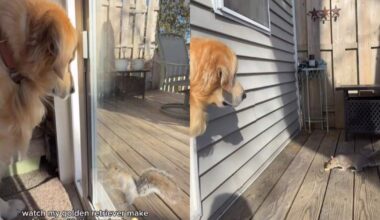 Video: Golden Retriever Makes Friends With Squirrels