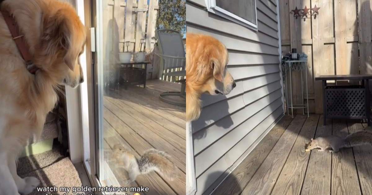 Video: Golden Retriever Makes Friends With Squirrels