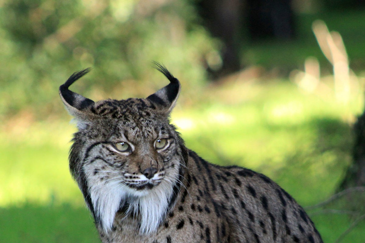 Lynx rewilding project under threat as EU funding ends