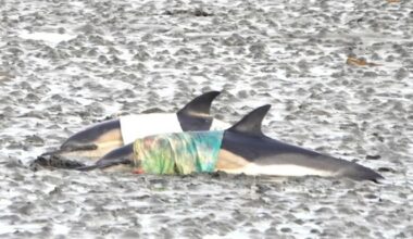West Clare Organisation Appeals To Public For Assistance Following Dolphin Rescue