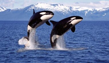 Dolphins and orcas