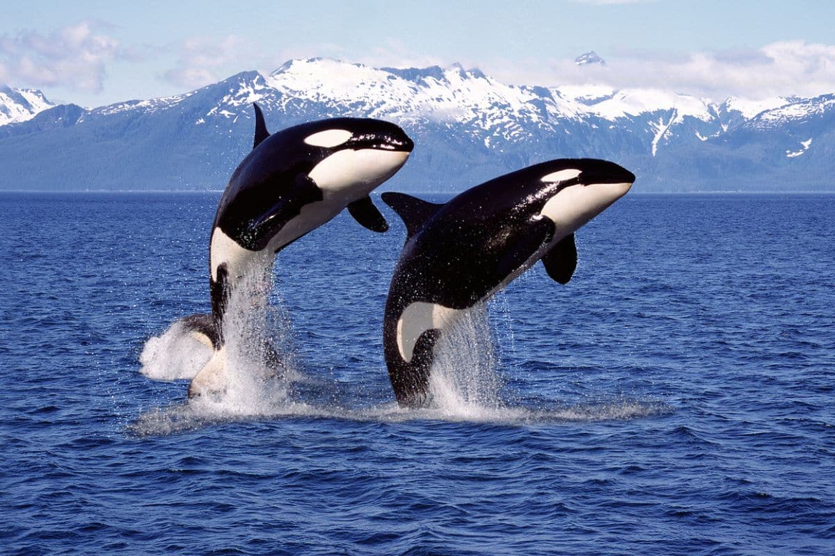 Dolphins and orcas