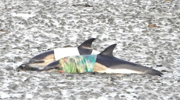 West Clare Organisation Appeals To Public For Assistance Following Dolphin Rescue