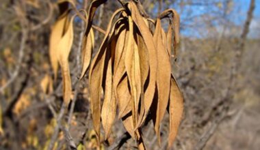 Big Island ends extremely dry 2025 with a mostly dry December : Big Island Now