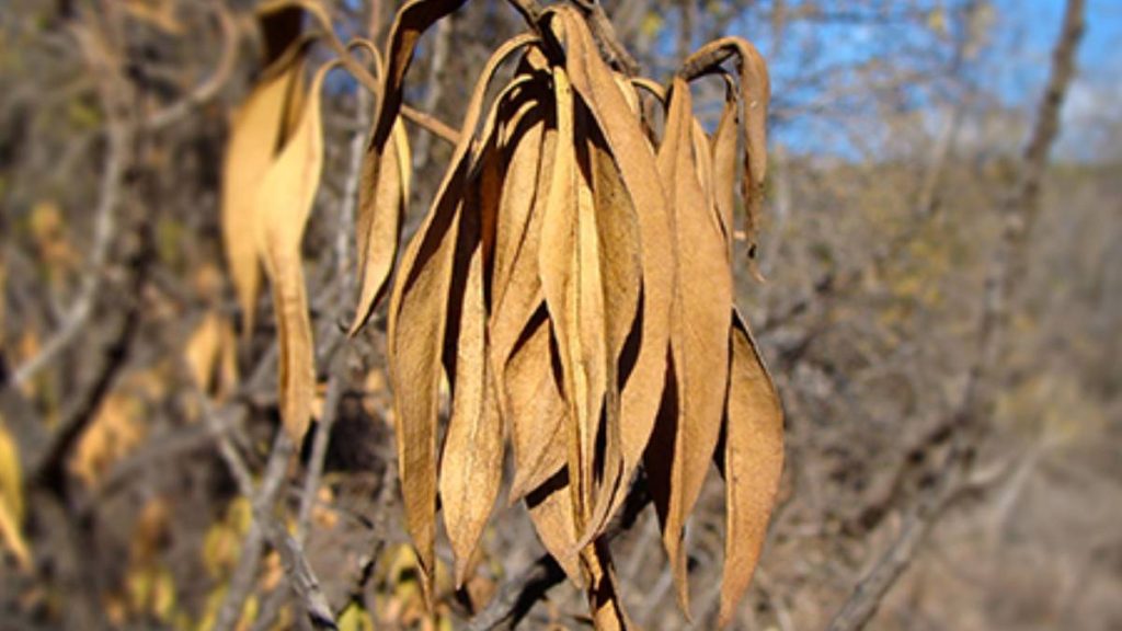 Big Island ends extremely dry 2025 with a mostly dry December : Big Island Now