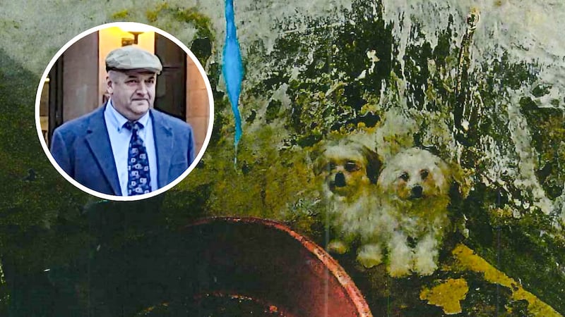 Co Tyrone millionaire convicted of animal cruelty after 32 dogs found in ‘deplorable conditions’