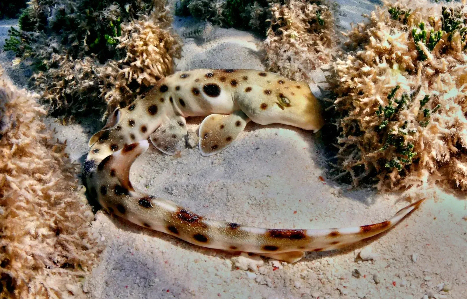 Walking sharks break the rules of reproductive energy costs