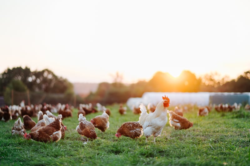 Free range chicken should become more mainstream. Photograph: Getty Images