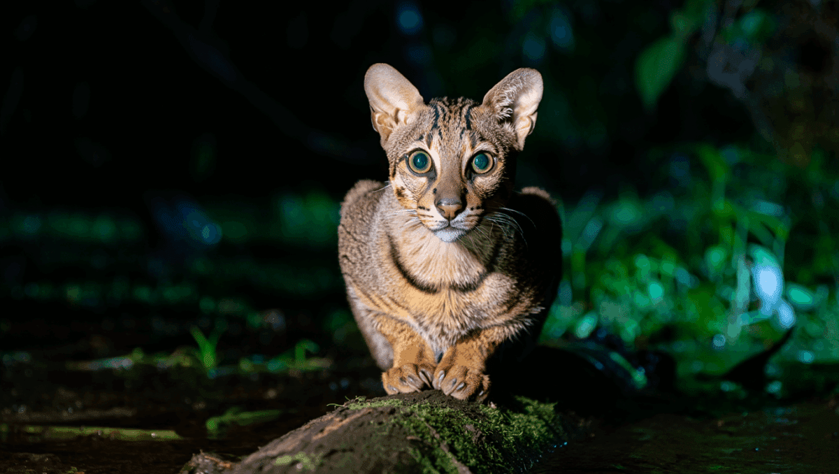 Flat-Headed Cats Seen in Thailand for the First Time in 30 Years, Having Been Thought Extinct