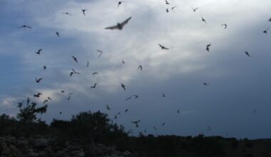 With speeds of 100 miles per hour, it leaves birds like swifts and albatrosses eating its dust.