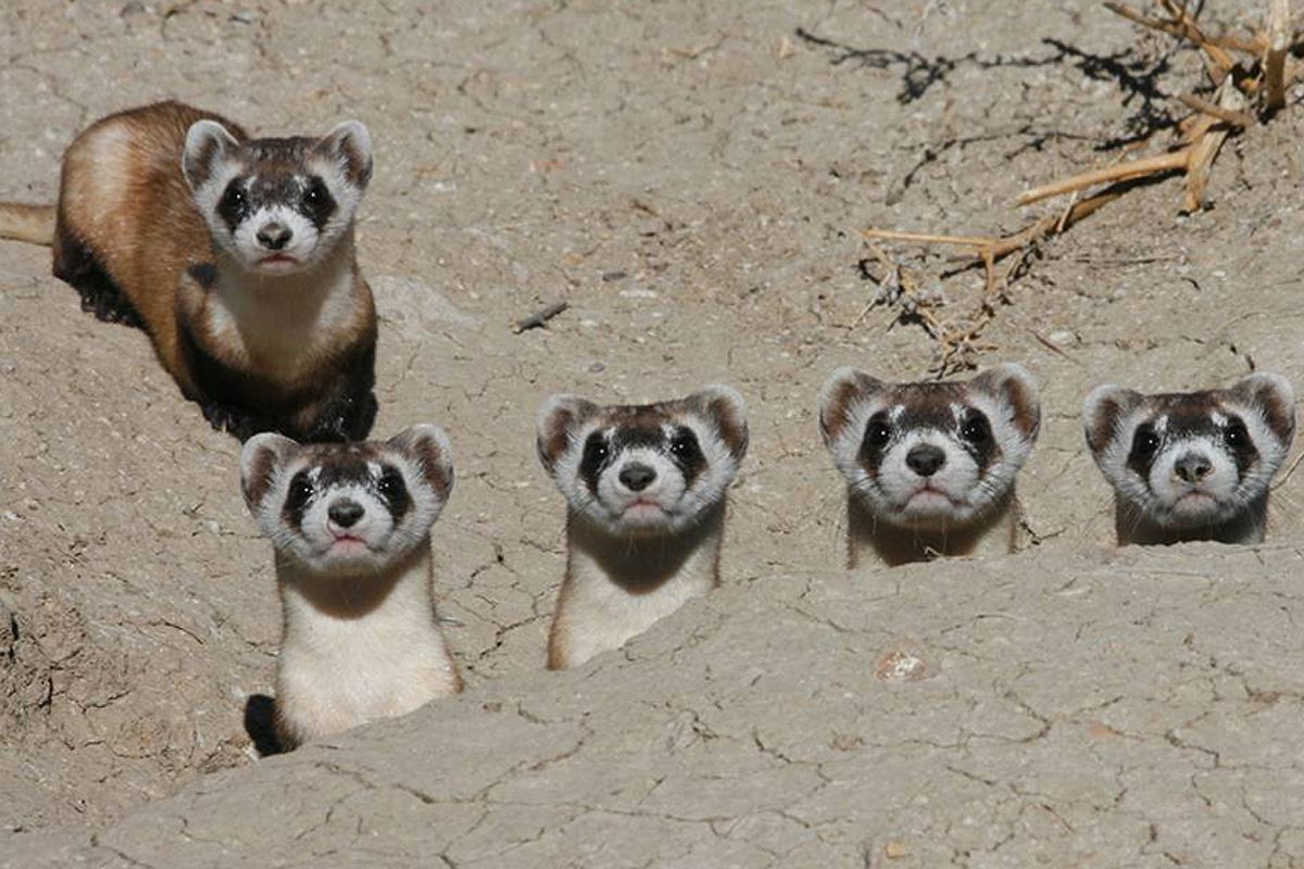 Black-footed ferrets are projected to restore grasslands in the interior of the United States by 2026, controlling rodents, stabilizing soil and water, increasing carbon stocks, and becoming a global symbol of environmental restoration.