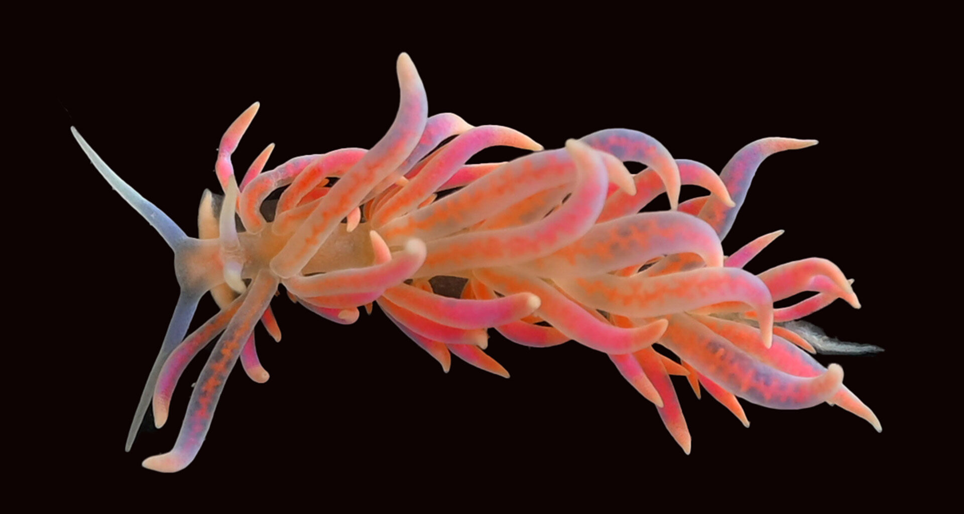 A bright pink-and-orange sea slug with long, wavy arms stretches out against a black background.
