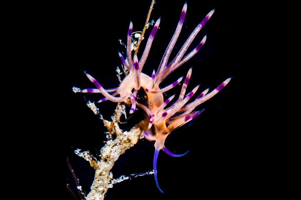 A thin sea slug with pink-and-purple tips hangs onto a branch-like plant in the dark water.