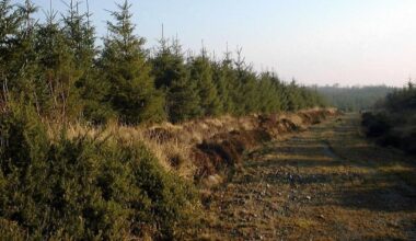 How to earn up to six figures by planting trees in Ireland – The Irish Times