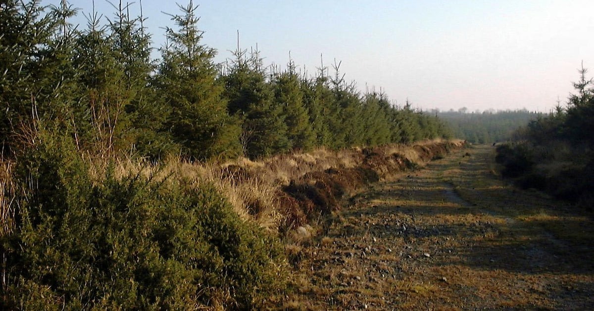 How to earn up to six figures by planting trees in Ireland – The Irish Times