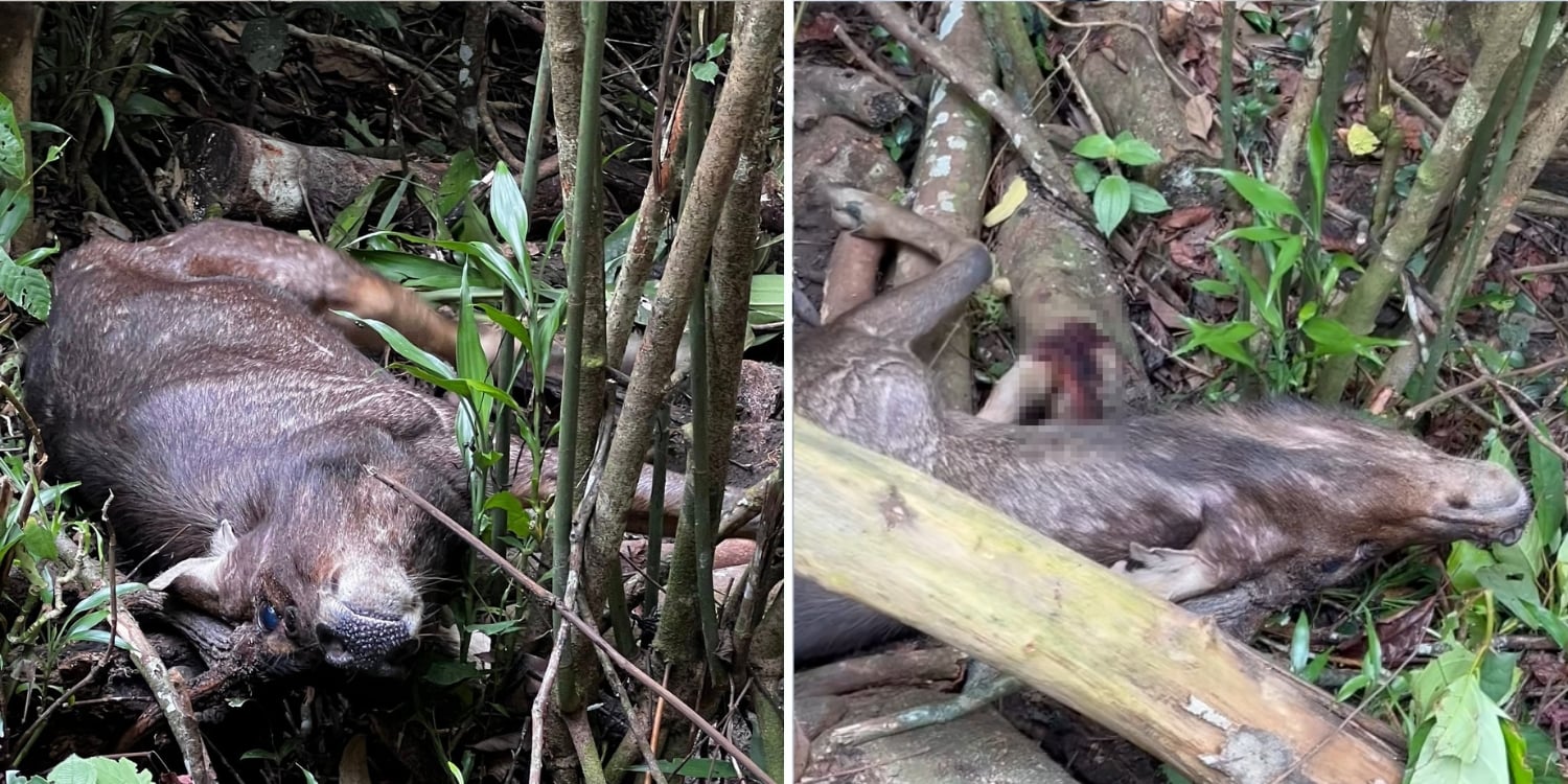 Rare Sambar Deer succumbs to injuries from traffic accident near Chestnut Trail