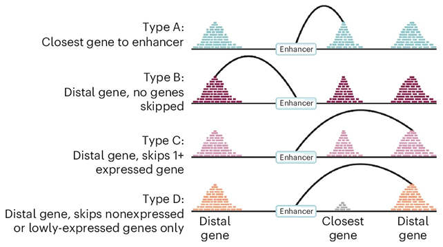 Gene enhancers