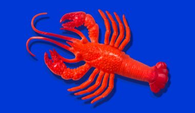 Red rubber lobster toy on blue background
