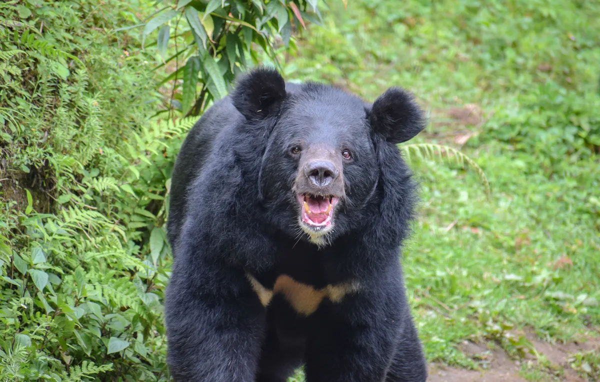 Portrait of asian black bear standing on field
