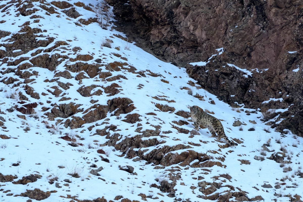 Rare snow leopard attack at China’s Xinjiang ski destination leaves tourist injured