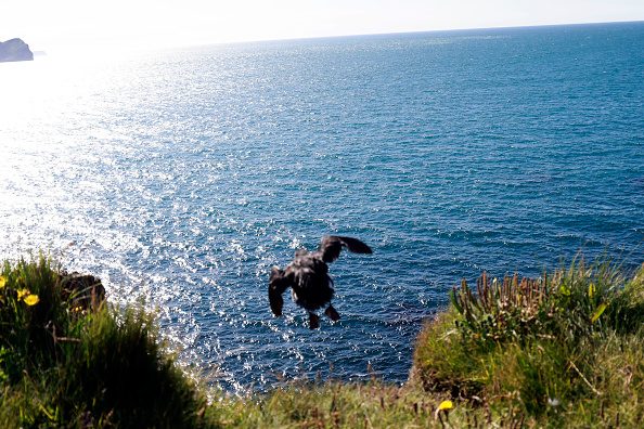 VESTMANNAEYJAR - HOFN, ICELAND - AUGUST 20: Residents release pufflings into the sea from a cliff on August 20, 2024 in Vestmannaeyjar, Iceland. In Iceland