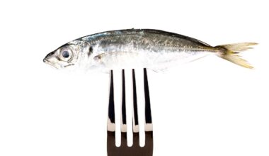 A marine scientist explains why she eats seafood—even octopus