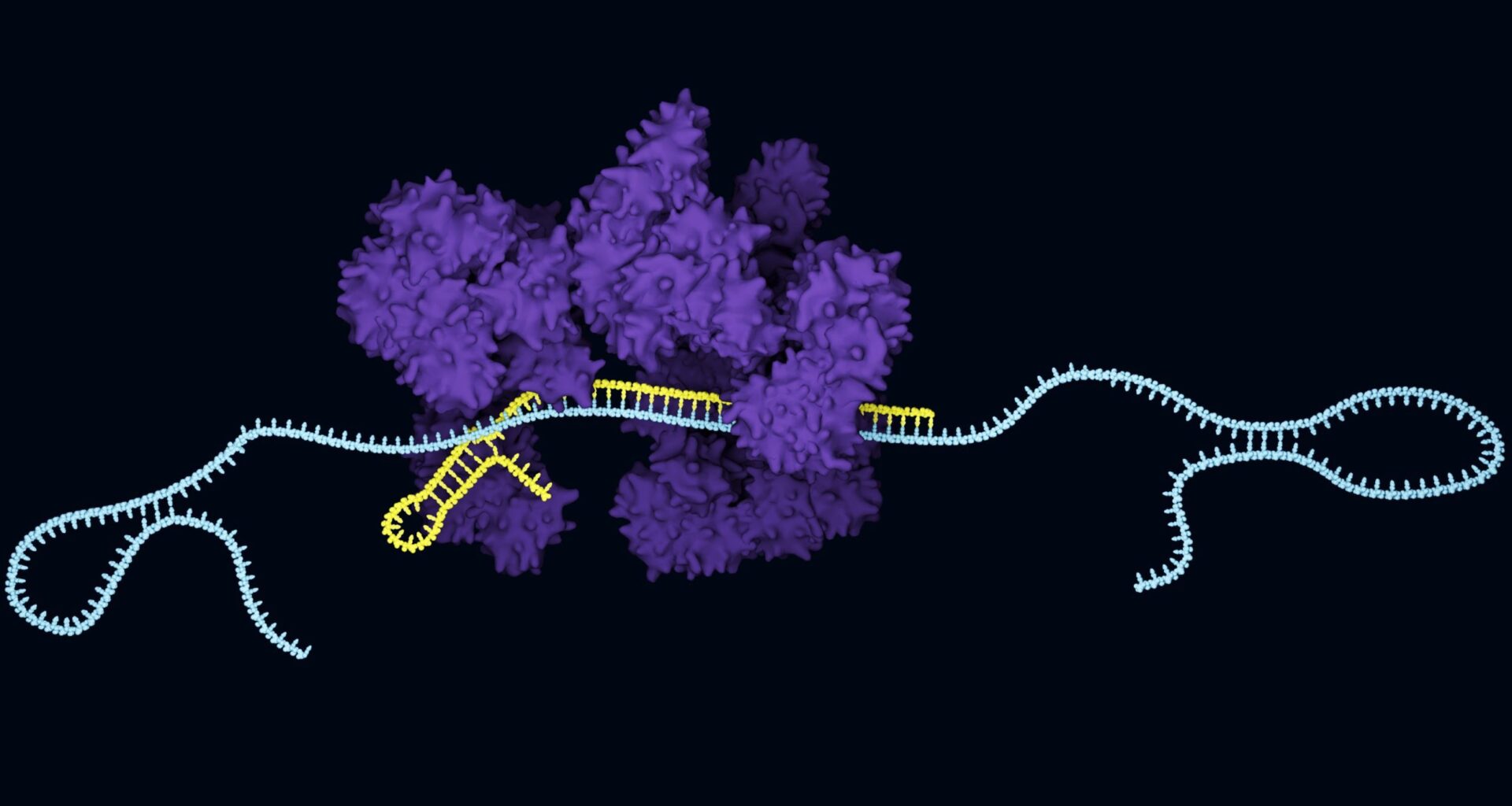 AI‑Designed Anti‑CRISPRs Enable Rapid Cas13 Inhibition