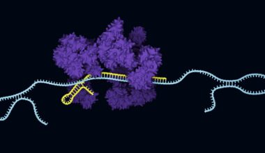 AI‑Designed Anti‑CRISPRs Enable Rapid Cas13 Inhibition