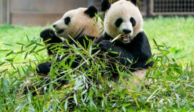 Two men detained in China for claiming male giant pandas had ‘successfully mated’