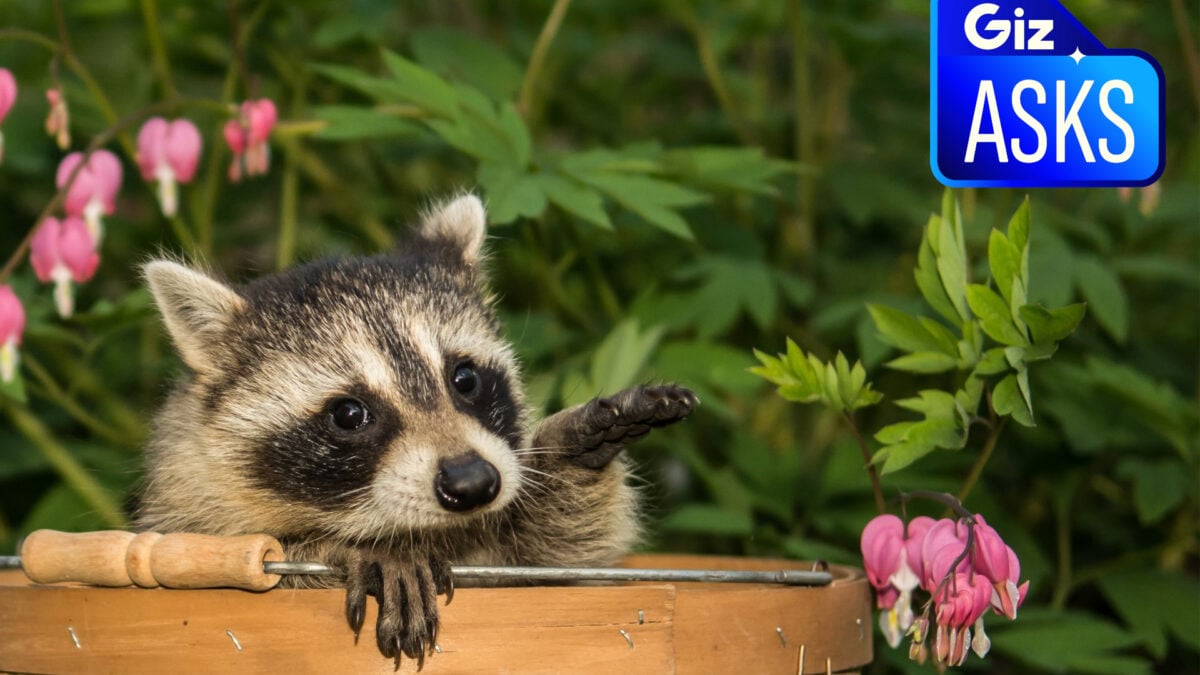 Which Wild Animals Could Humans Domesticate Into the Next Great Pet?