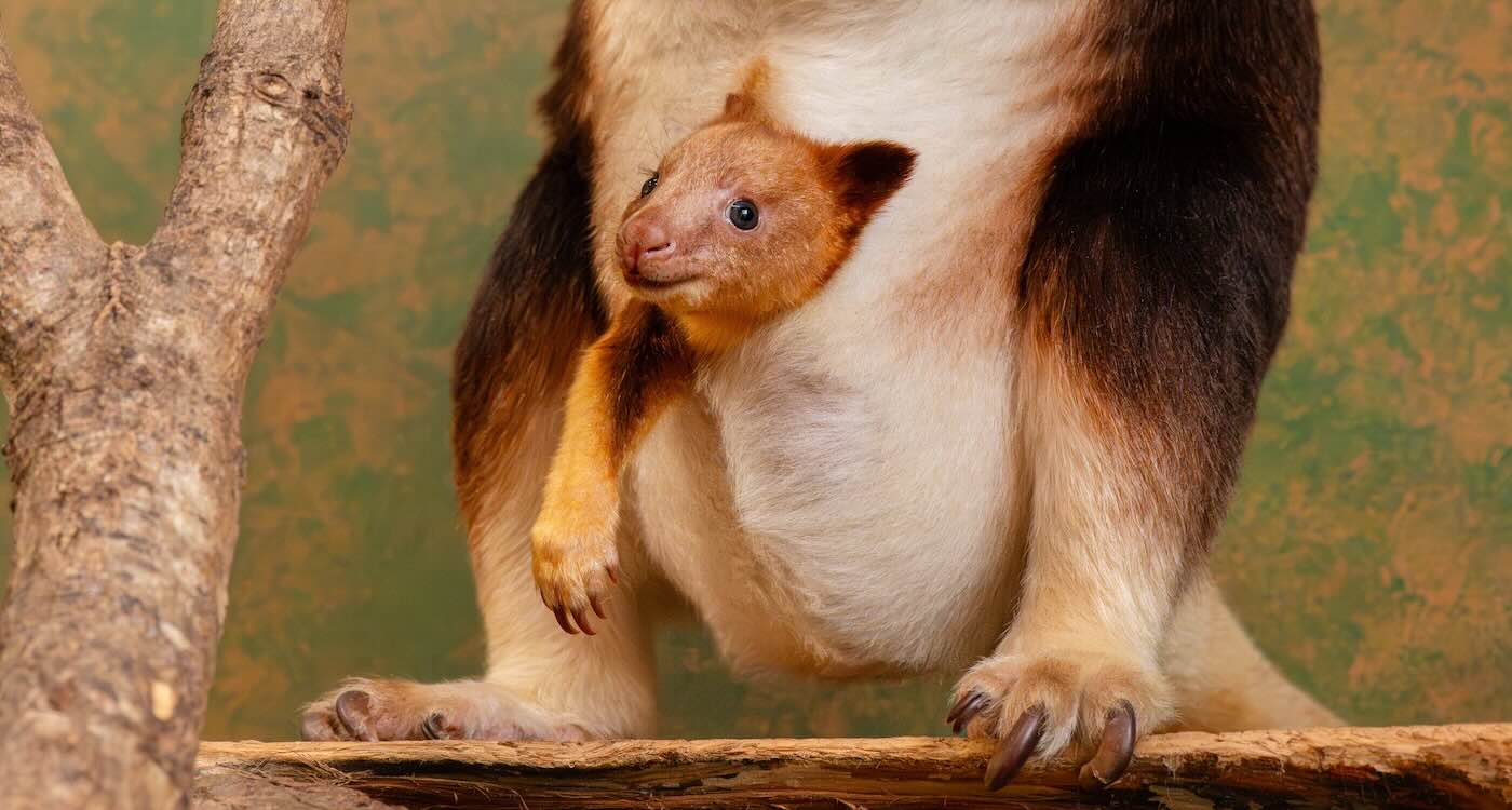 Tiny ‘Pouch-Cam’ Provides Rare Glimpse of Endangered Tree Kangaroo Developing Inside its Mother (LOOK)