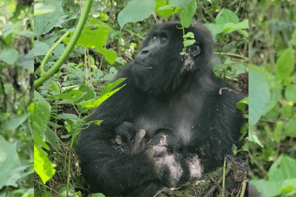 Twin infant mountain gorillas born in DRC