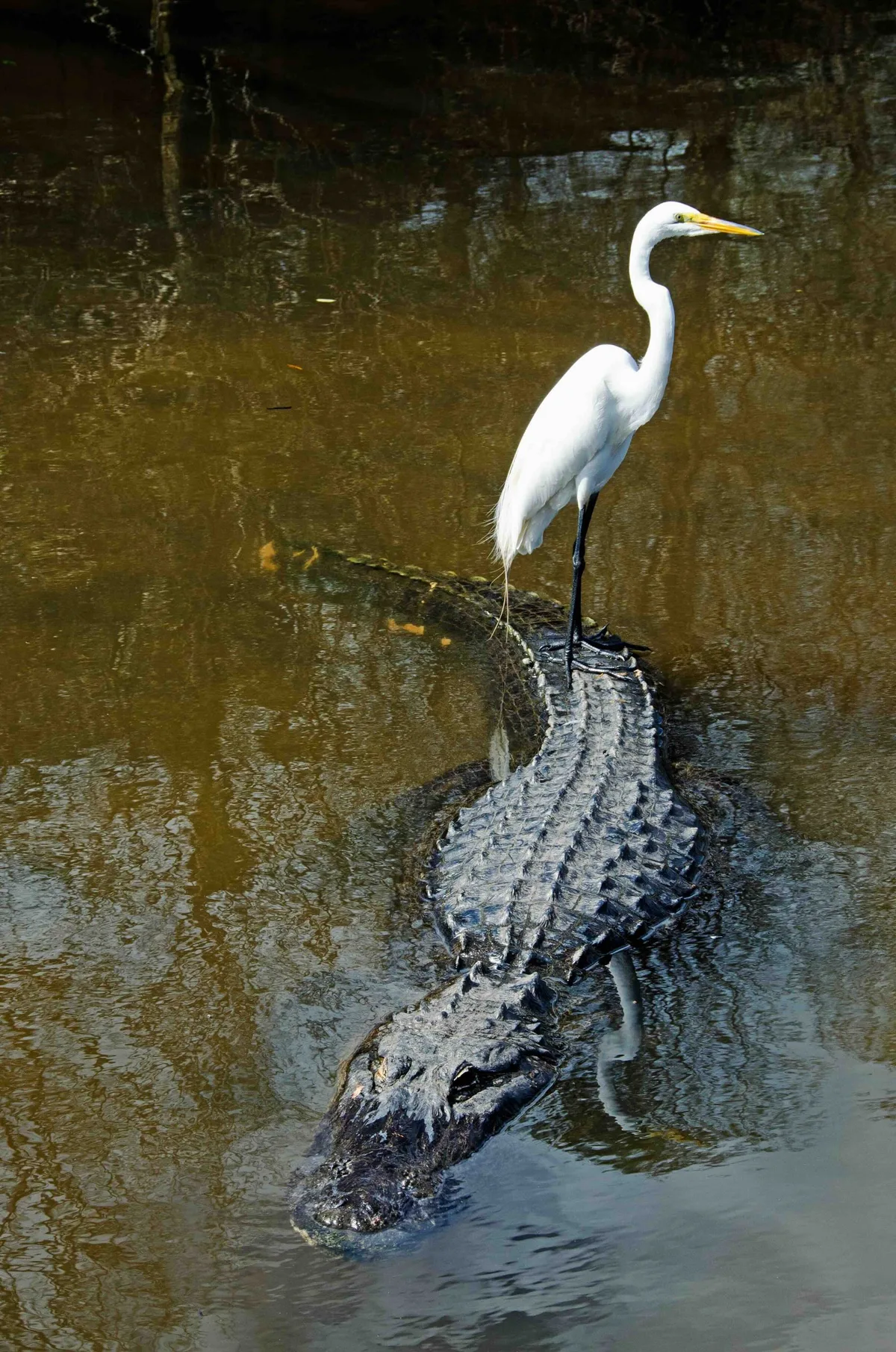 Great white egret on American alligator
