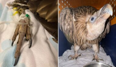 Himalayan vulture rescued from ECP dies after stress & exhaustion worsens pre-existing conditions