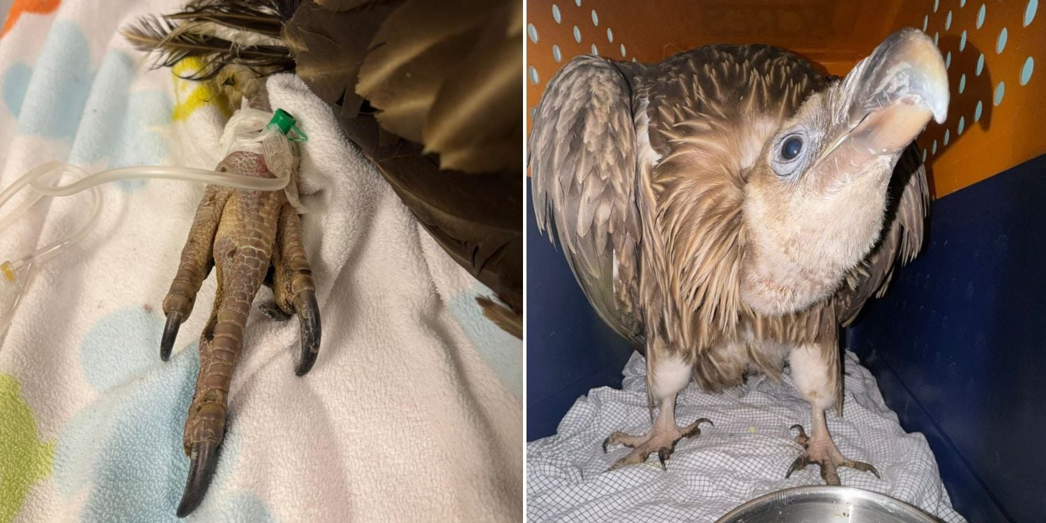 Himalayan vulture rescued from ECP dies after stress & exhaustion worsens pre-existing conditions