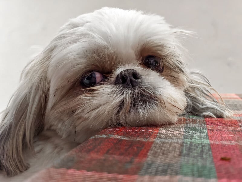 A small white and brown Shih Tzu dog rests its chin on a colorful plaid surface, gazing upward with a calm, slightly sad expression.
