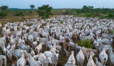 Farmers in Cork warn Mercosur deal could flood Ireland with ‘stinking rotten meat’