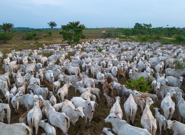 Farmers in Cork warn Mercosur deal could flood Ireland with ‘stinking rotten meat’